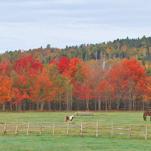 A horse paddock under autumn glow.