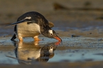 Gentoo Penguin