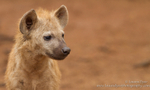 Innocent hyena portrait