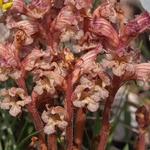 Thyme broomrape (Orobanche alba)