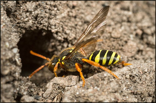 [i]Nomada goodeniana[/i] female investigating an [i]Andrena carantonica[/i] nest burrow. Staffordshire garden, April…