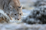Puma Brissa head to ground, Torres del Paine, Chile