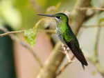 Green-crowned Brilliant (female) perched on a branch at La Paz Gardens