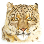 Snow leopard