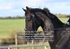 BPP_9781