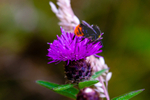 Knapweed Centaurea nigra-5918