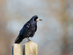 Meadows, Fields and Open spaces portfolio