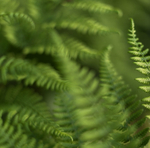 Ferns