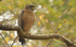 Crested Serpent Eagle.