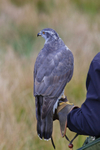Goshawks portfolio