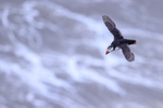 Puffin flying over surf, Bempton Cliffs, Yorkshire