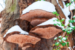 Bracket Fungus