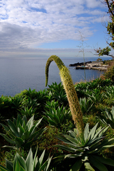 Swans Neck Agave