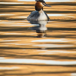 Great Crested Grebe
