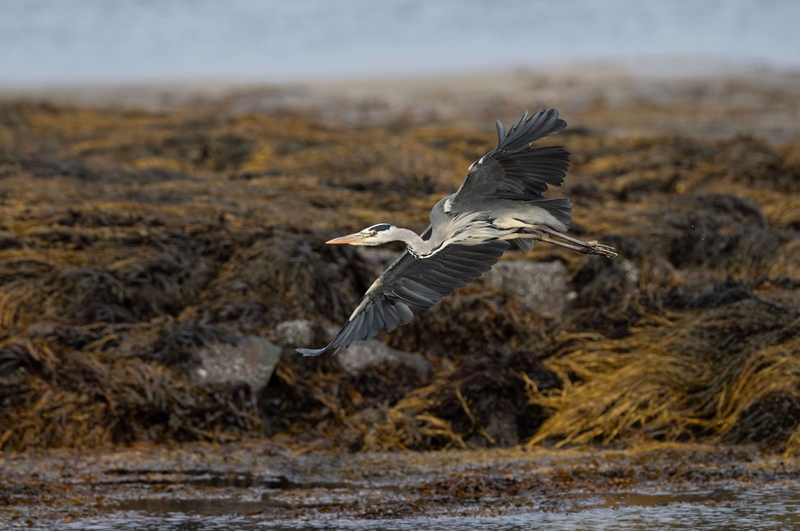 Grey Heron - Isle of Mull - Scotland