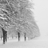 Whiteout