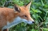 Red Fox
