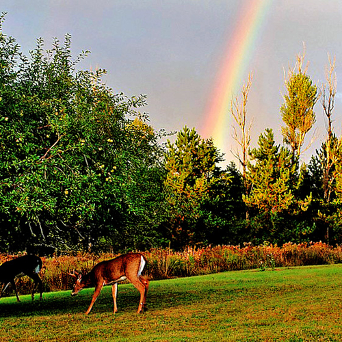 Two bucks snack on apples amid a late summer rainbow.