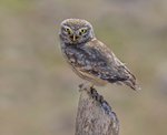 Little Owl