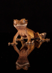 Small Creatures-9