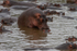 Hippo Pool 1