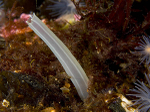 Arcopagia crassa (siphon)