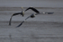 GREY HERON 8