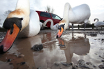 Urban swans wide angle photography_00465