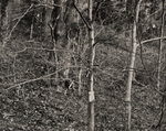 Trees, Church Road, Pennsylvania, 1984
