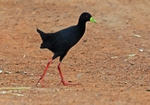 Black Crake