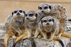Animals (Fauna) portfolio