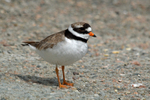 Ringed Plover