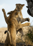 Lions at play