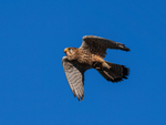 Kestrel