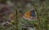Little Heath Butterfly at Prees Heath, Shropshire