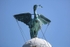 Liver Bird