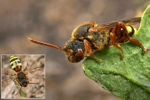 Nomada lathburiana