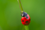 In the world  of Ladybirds