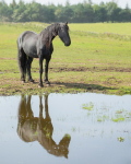friesians 101-35