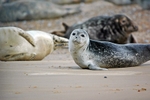 Common Seal