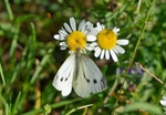 Small White
