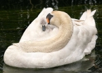 Mother's Love
