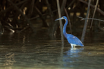 Tricolored Heron (adult), Costa Rica