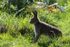 Hare, Rathlin Island, N.Ireland.