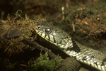 Grass Snake