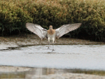 Curlew just about to land with wings outstretched at Arne RSPB, Dorset