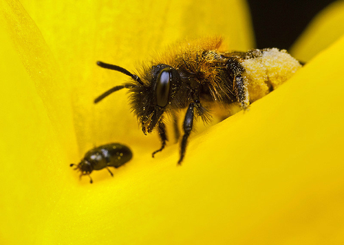[i]Andrena bicolor[/i] female, watching a pollen beetle whilst resting inside a daffodil flower. Warwickshire, April…