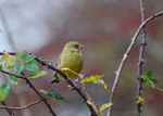 Greenfinch