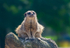 Meerkat - DSC_9584