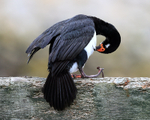 Rock Shag preening breast feathers, Carcass Island, Falklands